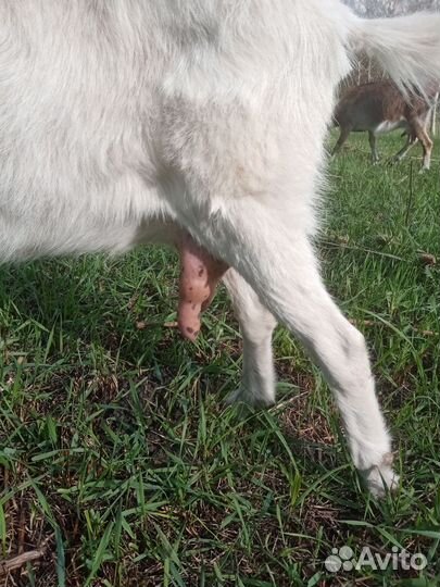 Козы дойные молочные