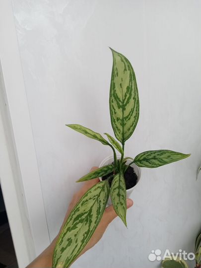 Комнатные растения цветы