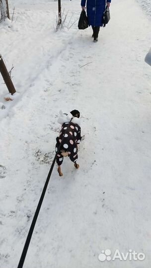 Корм для собак