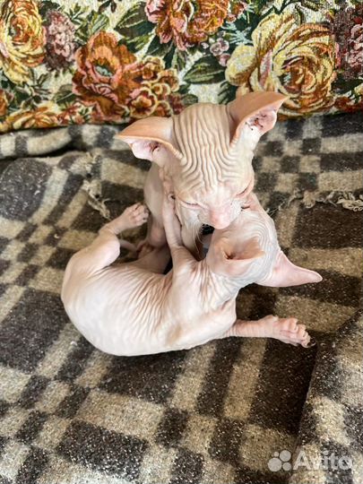 Лысые котята сфинкс