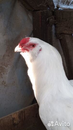 Петухи и курочки Гергебельской породы