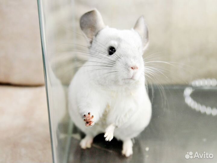 Шиншилла Белый вильсон