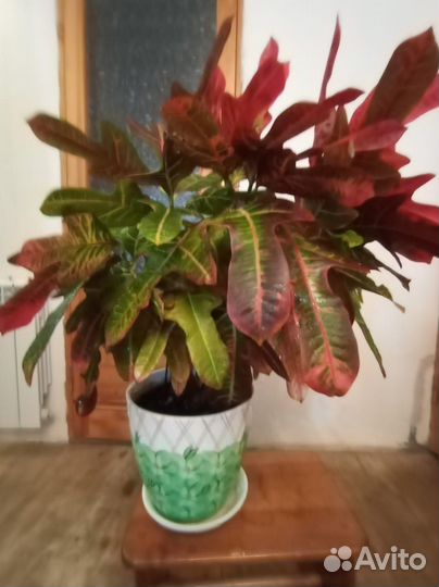 Кротон Эксилент (Кодиеум) - комнатное растение