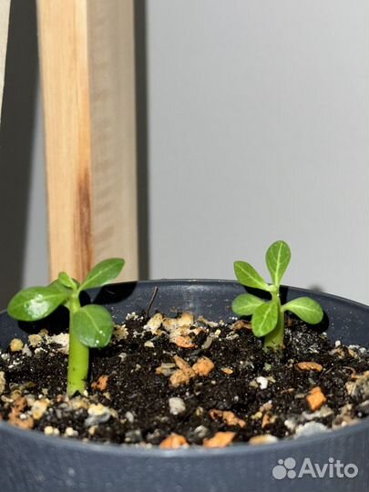 Пустынная роза