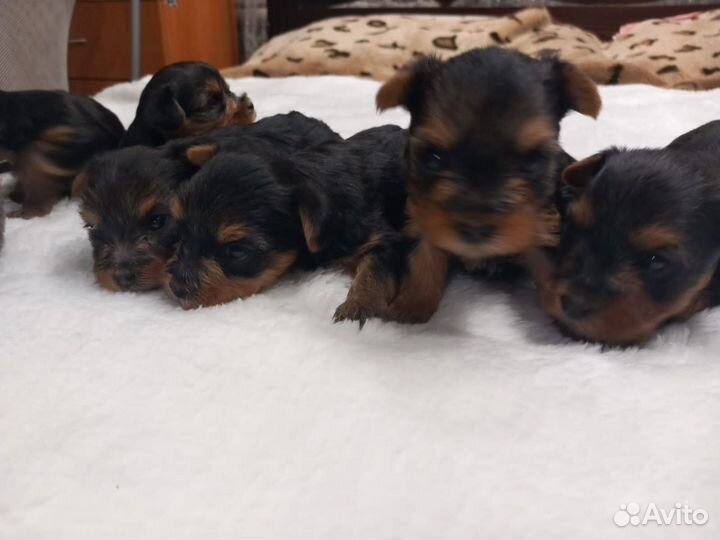 Йоркширский терьер