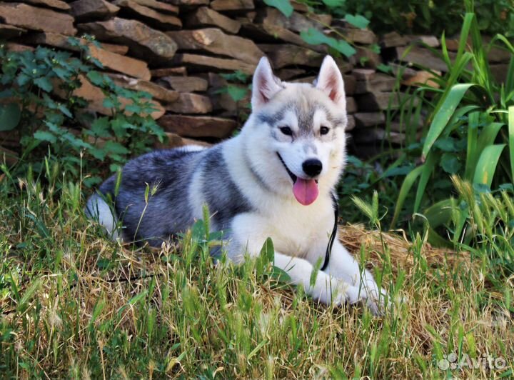 Шикарные щенки сибирский хаски. С документами