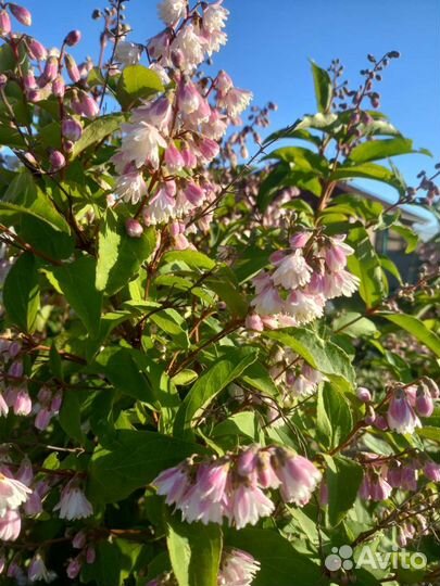 Кустарники дейцея, спирея, Рудбекия