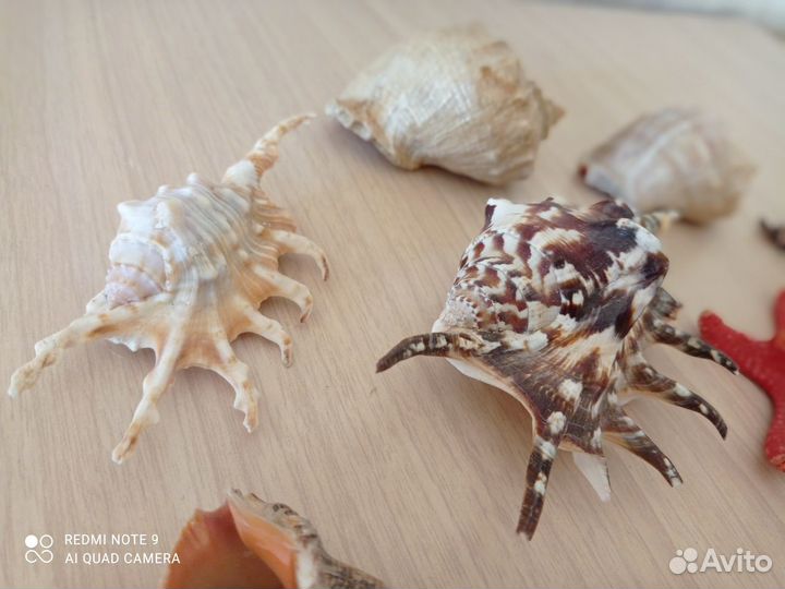 Ракушки для аквариума (набор) 11 штук