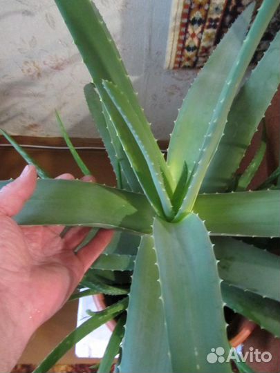 Алоэ-вера взрослое