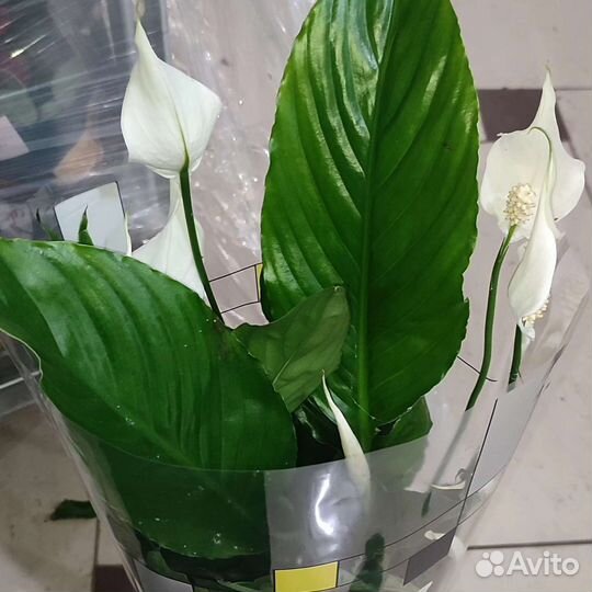 Комнатные цветы, растения
