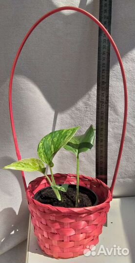 Сциндапсус Н,Джой,Марбл Квин