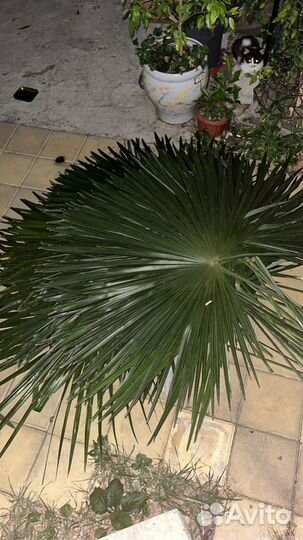 Искусственная пальма бу