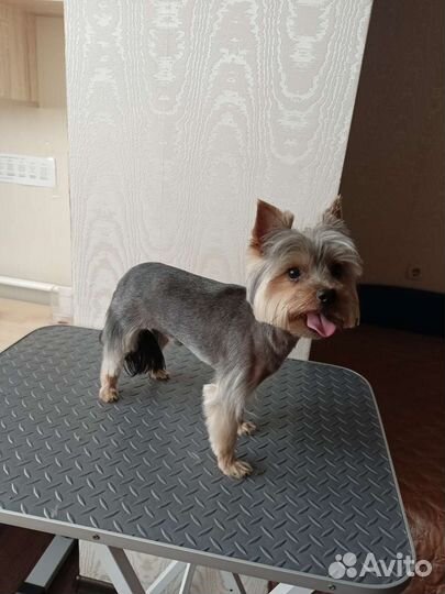 Стрижка собак и кошек