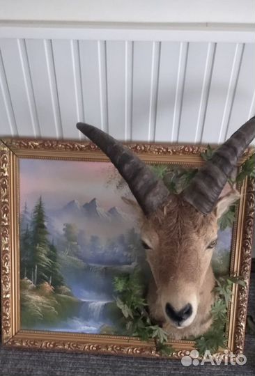 Чучело головы оленя и тура