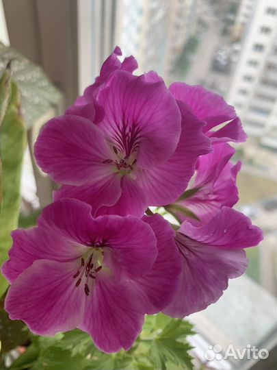 Королевская пеларгония сортовая