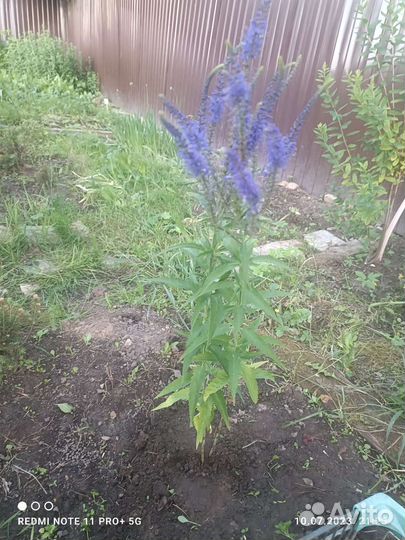 Вероника колосистая