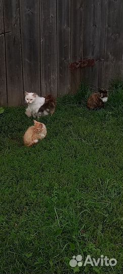 Котята в хорошие руки