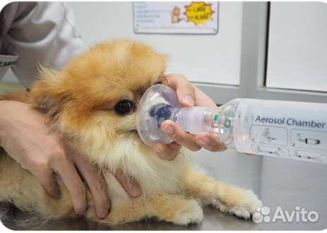 Aerokat/Aerodawg ингалятор для собак и кошек новый