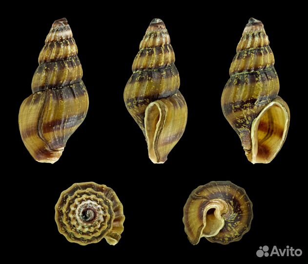 Улитка хелена