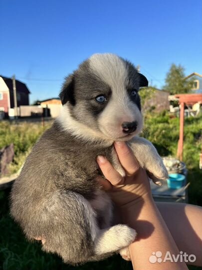 Щенки метисы в добрые руки