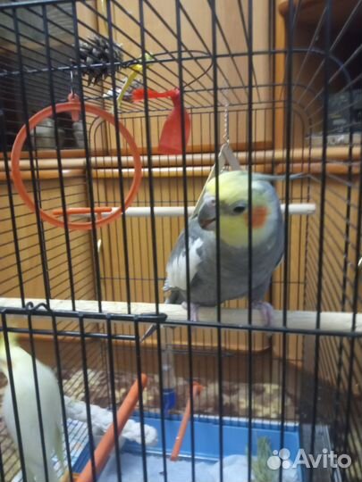 Попугай Корелла