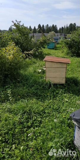 Мёд в сотах