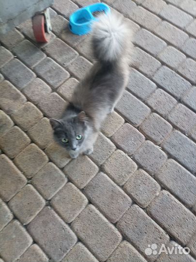 Кошка в добрые руки бесплатно