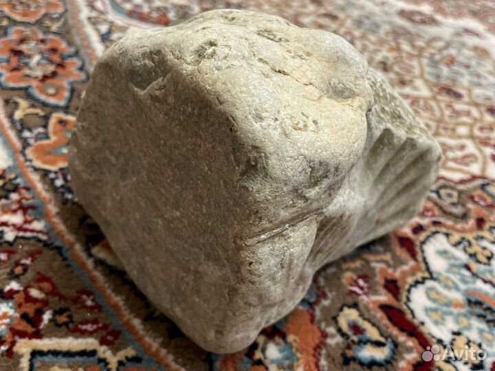 Древний амонит