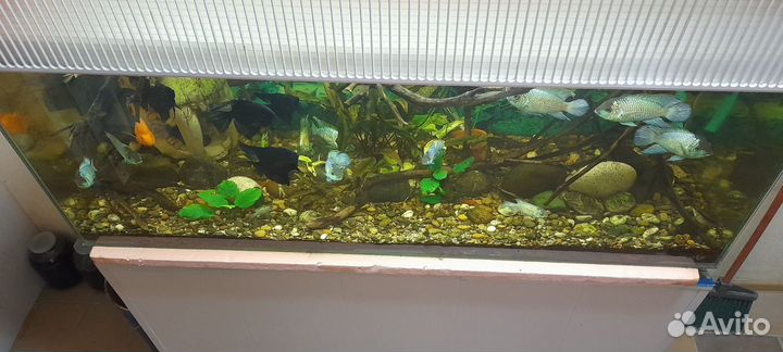Продаю аквариум