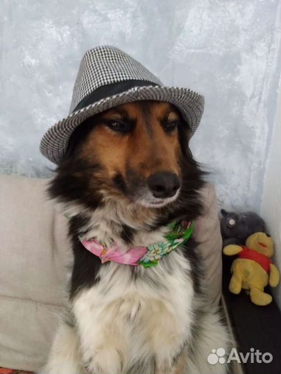 Собака для фотосессии