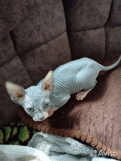 Канадский сфинкс котенок