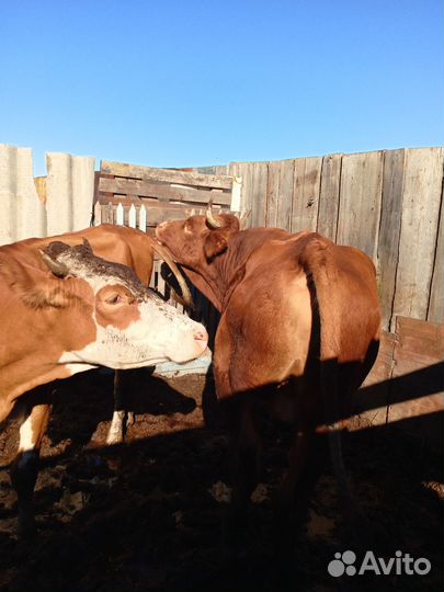 Продажа крс