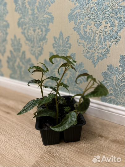 Бегония беллекония