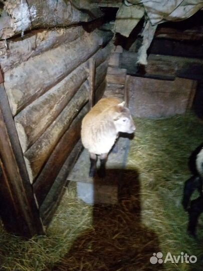 Овцы бараны