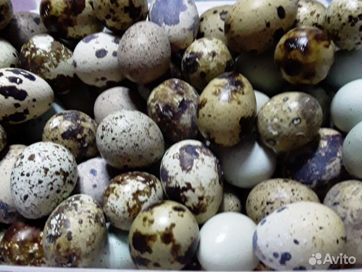 Перепелки. Яйца перепелиные