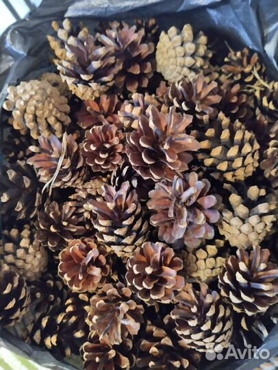 Шишка сосновая