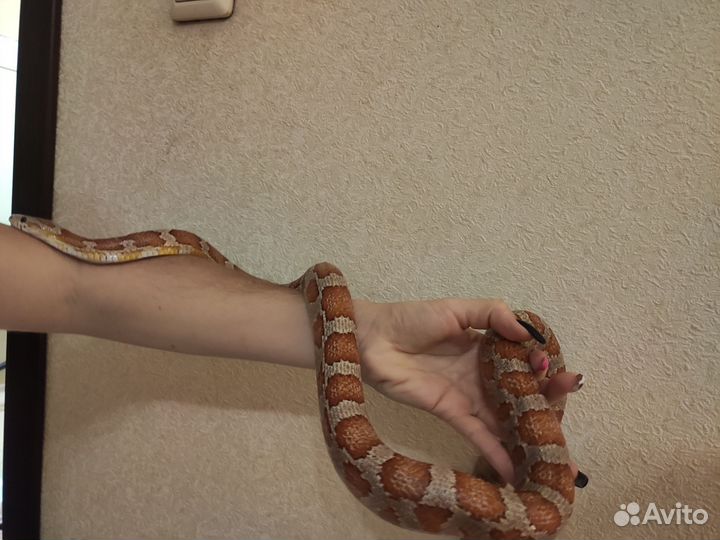 Маисовый полоз