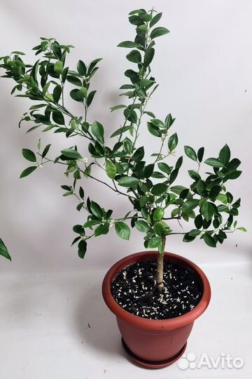 Мандарин Каламондин, плодоносит, мой домашний