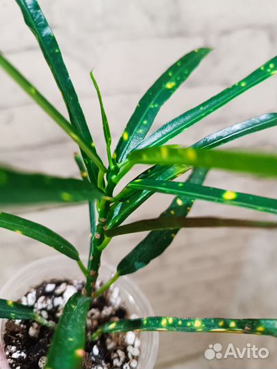 Кротон Пуктум Спот