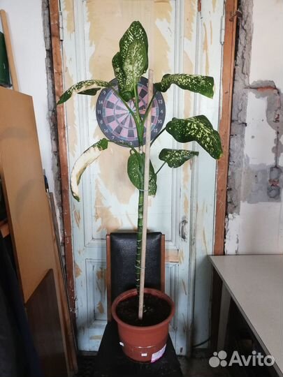 Диффенбахия