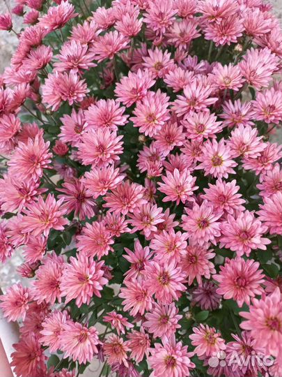 Хризантемы