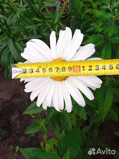 Ромашка, монарда красная, флоксы