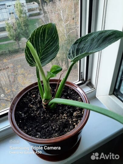 Филодендрон биркин