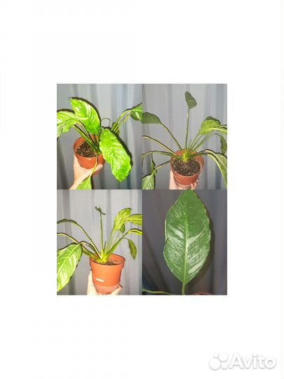 Спатифиллум Джемини