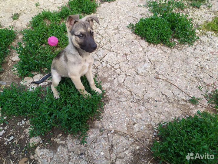 Мини овчарка в добрые руки