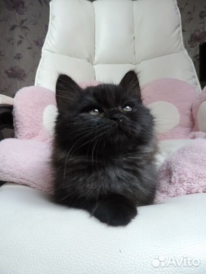 Британские котята