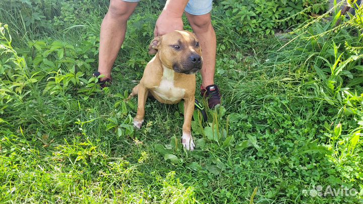 Американский питбультерьер