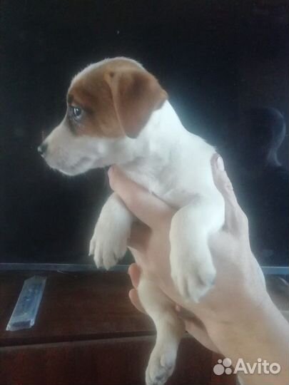 Джек Рассел терьер