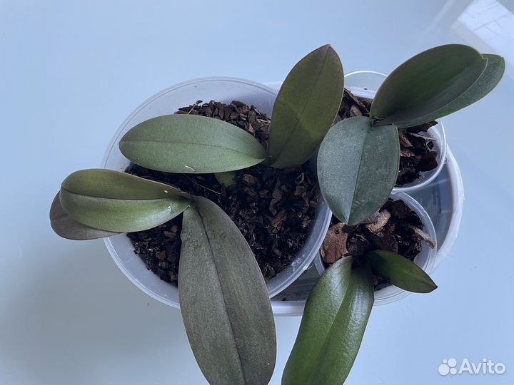 Орхидея; дисхидия