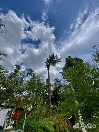 Спил деревьев